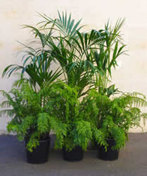 Kentia Palms and Ferns